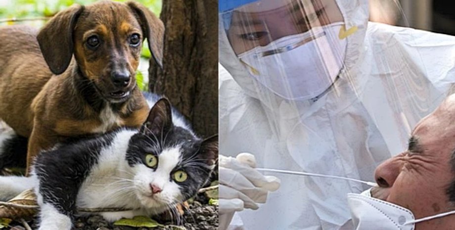 коронавирус, вакцина, вакцинация, южная корея, covid-19