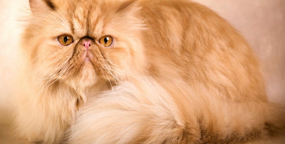 персидская кошка, породы кошек