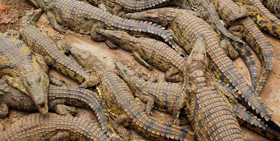 Фото: constative.com