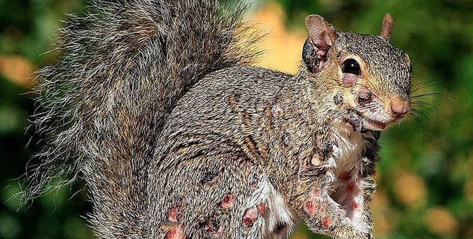 массововая болезнь белок