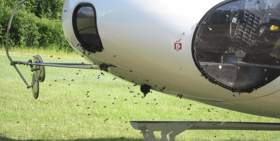 Пчелы на вертолете, вертолет, спасательный вертолет, дорожный патруль, полиция, пчелы, рой пчел, насекомые, искали новый дом