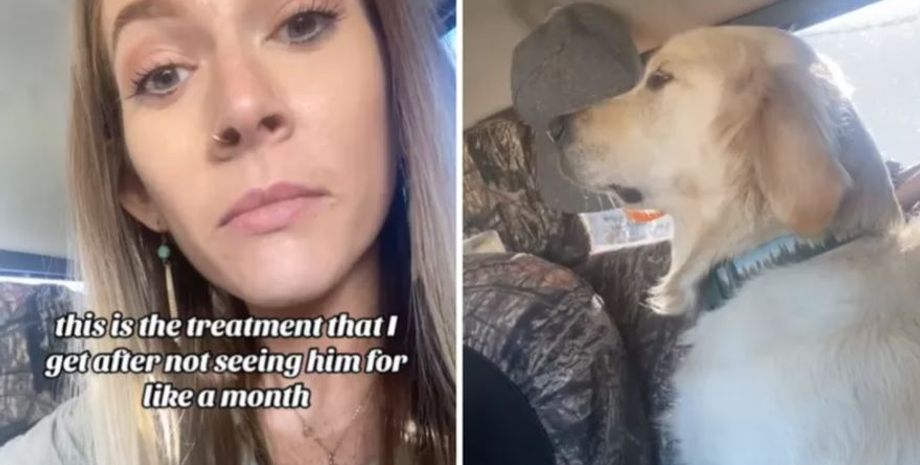 Реакція золотистого ретривера, собака, пес, курйози, цікаві історії, домашні улюбленці