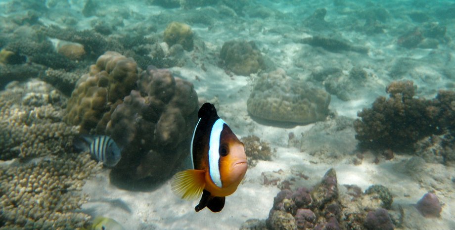 Фото пользователя alanmcruickshank на Pixabay