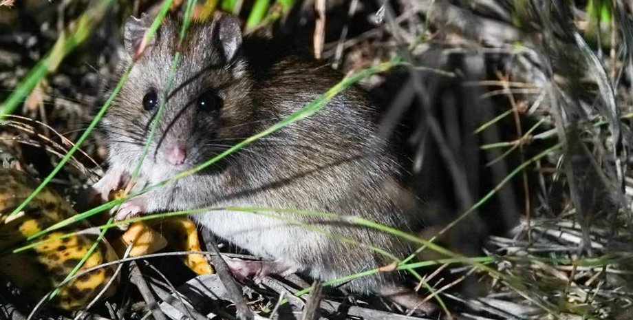 лесные крысы, лесные крысы австралия