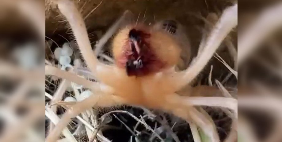 верблюжий павук верблюжий павук, сольпуга, ірак