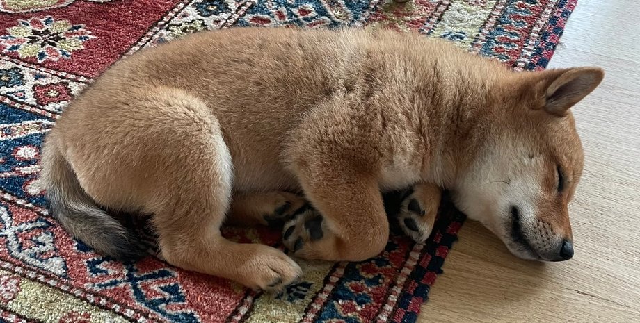 флоки, Сіба іну, Ілон Маск