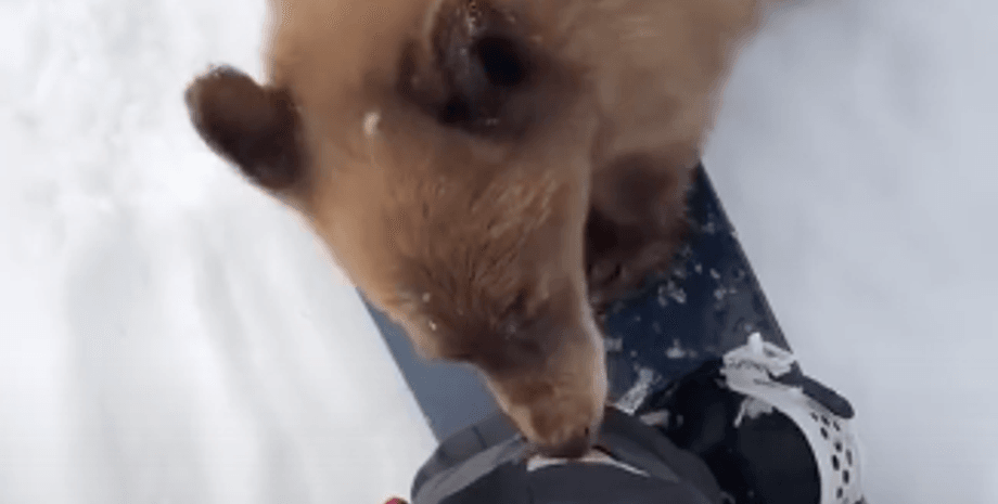 Калифорнийский черный медведь, энцефалит у медведей, неврологическое заболевание, больные медведи