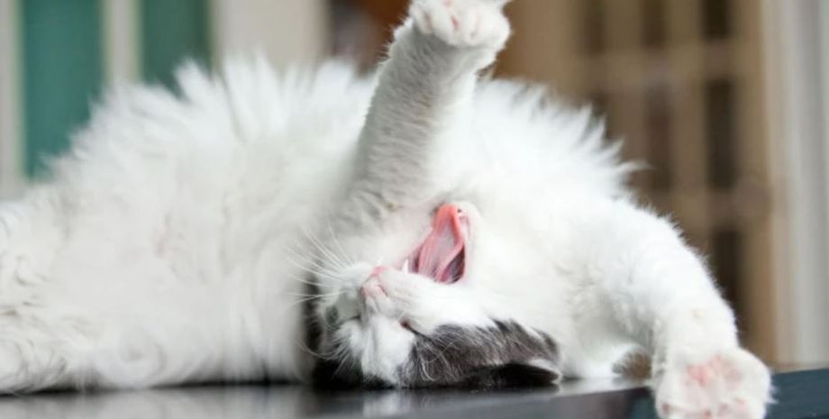 Як коти проявляють любов, ознаки, за якими можна зрозуміти, що кіт вас любить і довіряє