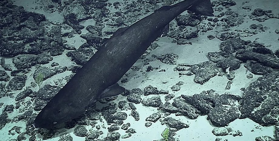 акула, тихоокеанська полярна акула