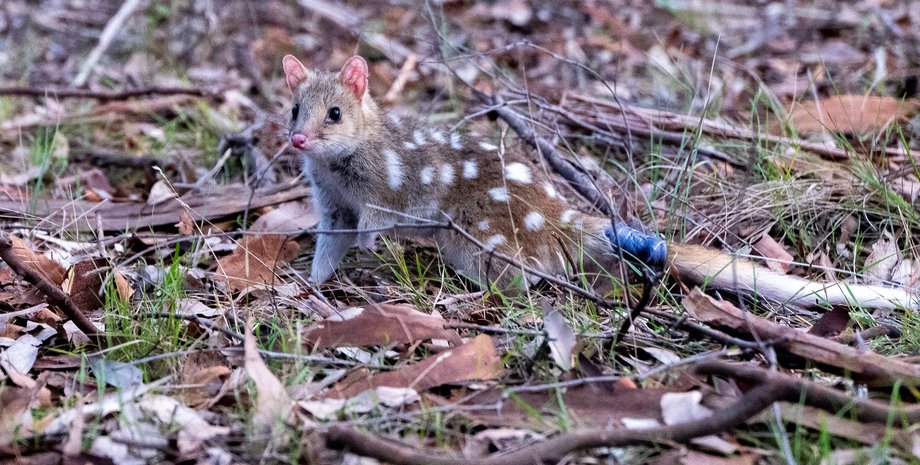 сумчатая куница