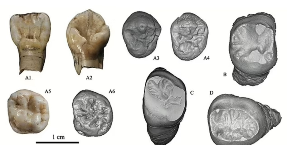 Homo juluensis