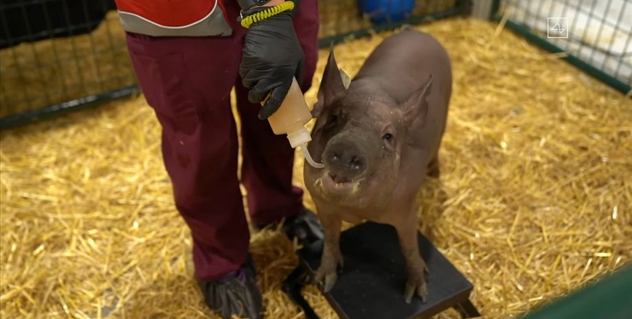 Скриншот презентации Neuralink.