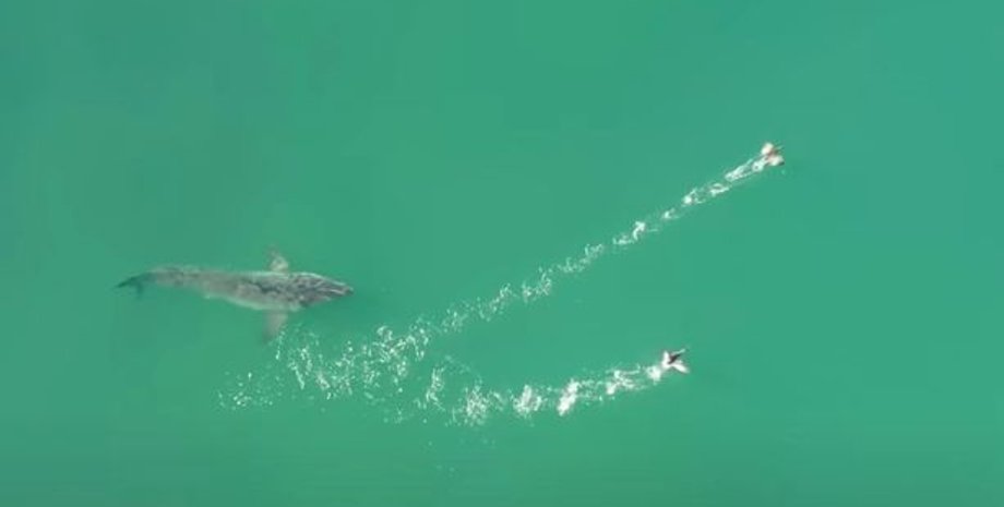 акула и баклан