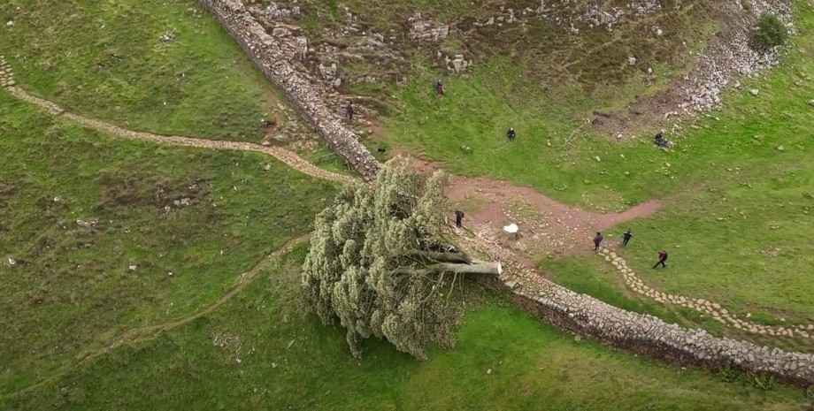 Срубленное дерево, Sycamore Gap, туристы, достопримечательность, вандал срезал дерево, 200-летнее дерево, семена дерева