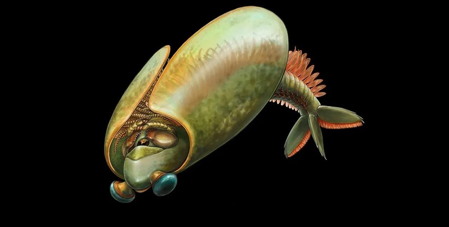 членистоногие, тако членистоногие