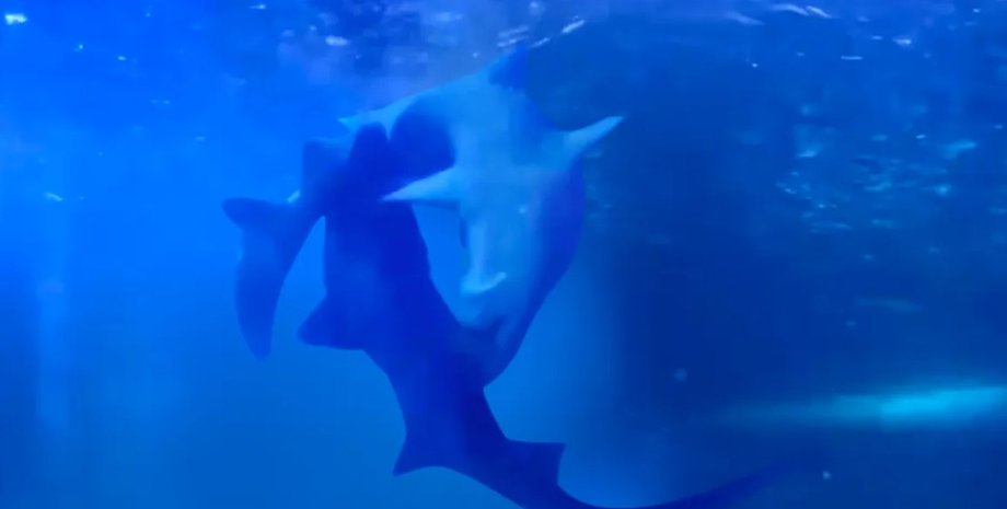 акули, акули шлюбний сезон, акули залицяння