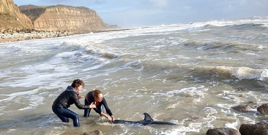 Дельфин, выбросившийся на берег