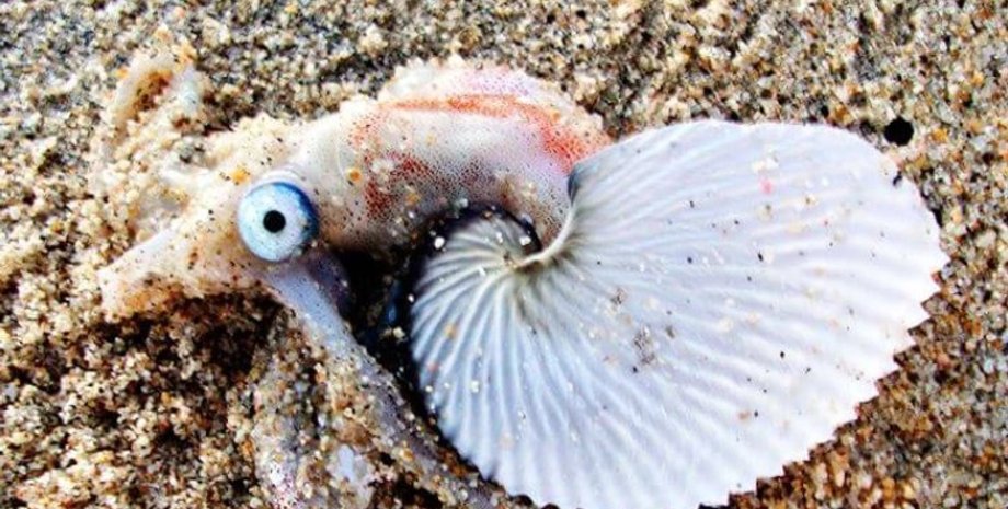 яичная оболочка аргонавтов