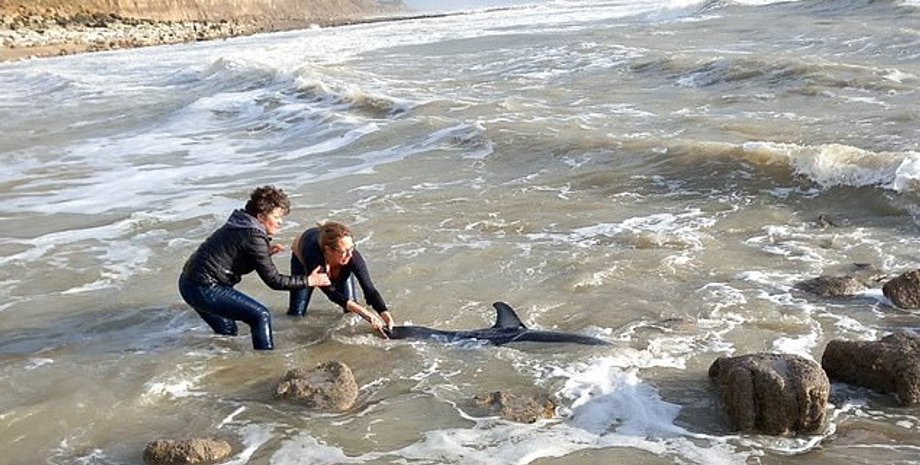 Дельфин, выбросившийся на берег