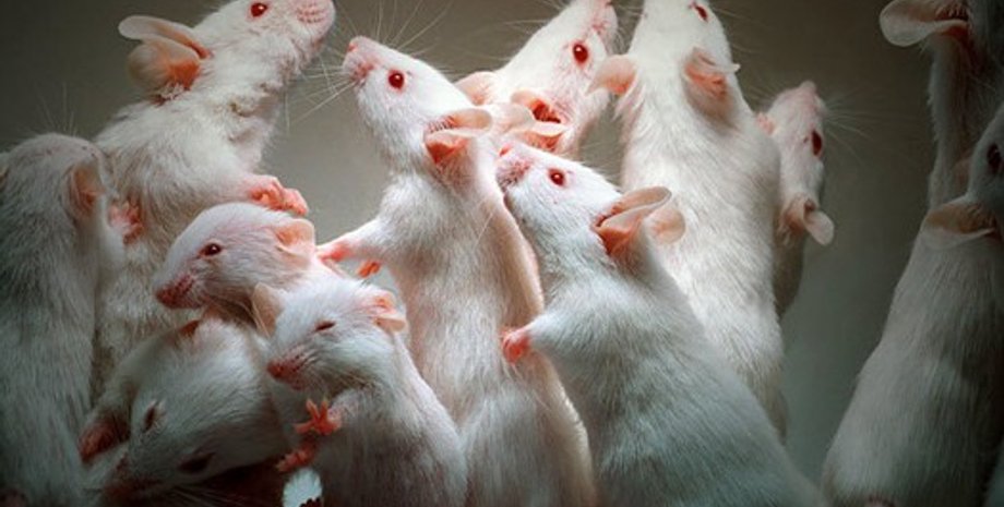 Фото из открытых источников