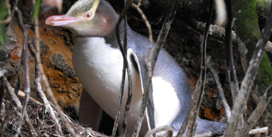 Один із найрідкісніших пінгвінів у світі здивував учених: це дасть змогу врятувати птахів, що вимирають