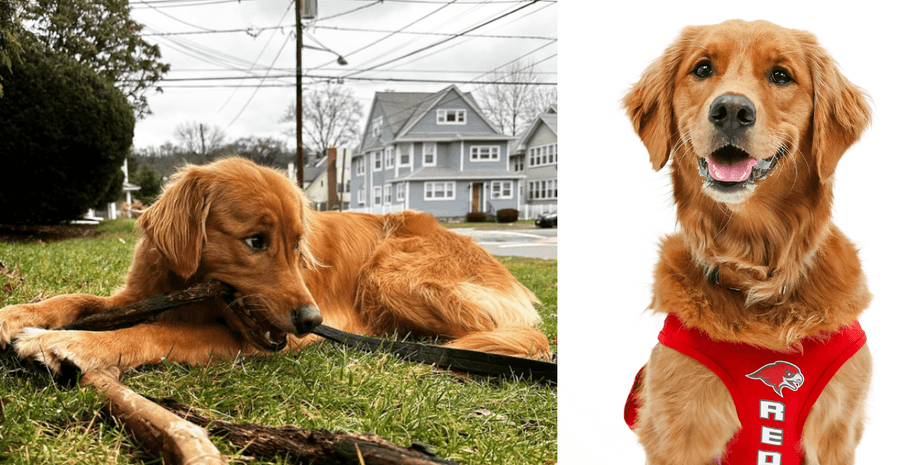 Red Hawk, команда Red Hawk, собака, золотий ретривер, Чарлі Каннінгем Джонс