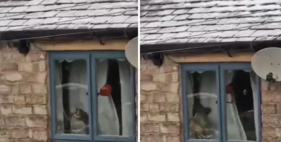 Сова залетела в дом, птица, курьезы, невероятные истории из жизни, интересности, странные случаи