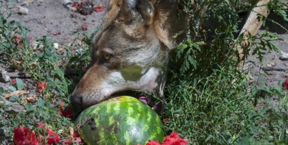 Фото: Новости Бильмак