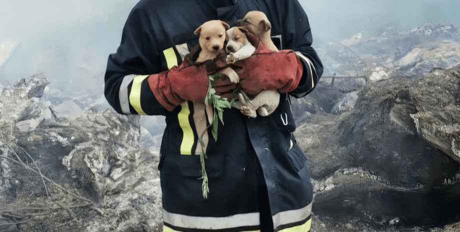 Пожар, собака, собаки, щенки, щенки, спасение, история спасения, ГСЧС