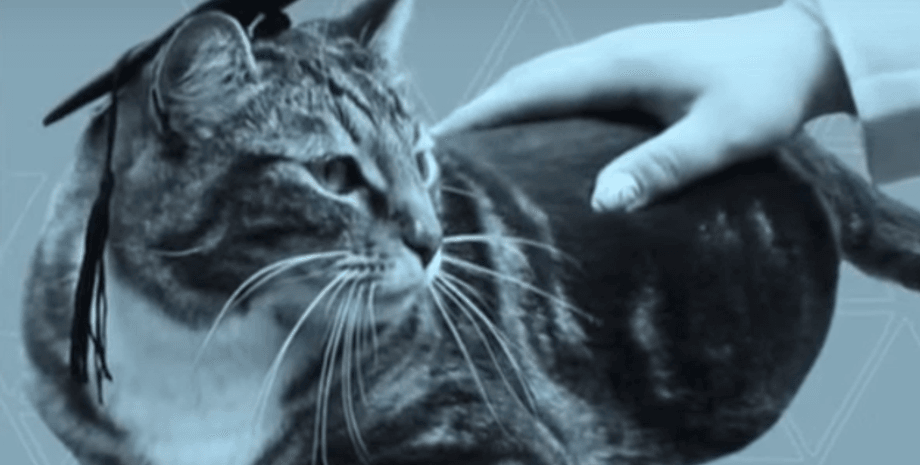 Университет Вермонта присвоил Коту Максу почетную степень "доктора литературы"