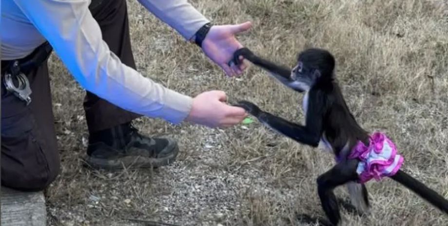 На шосе в США знайшли мавпу в рожевій спідниці, як вона там опинилася, всі подробиці