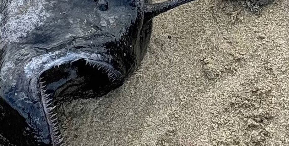 вудильник, риба вудильник