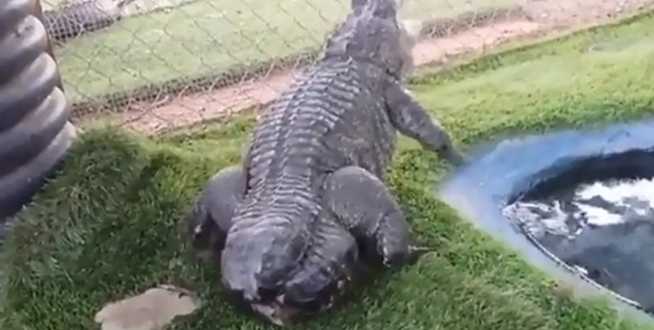 Фото: Скриншот