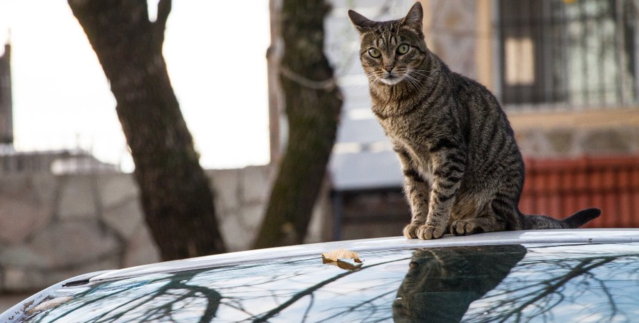 Пушистый автостоппер: кот преодолел почти 160 километров на крыше машины владелицы