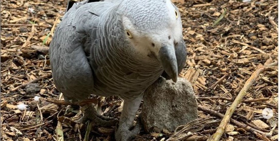 фото: lincswildlifepark/Instagram