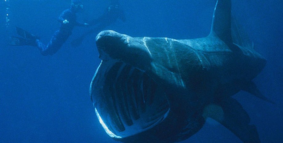 Фото: Chris Gotschalk / Wikimedia Commons