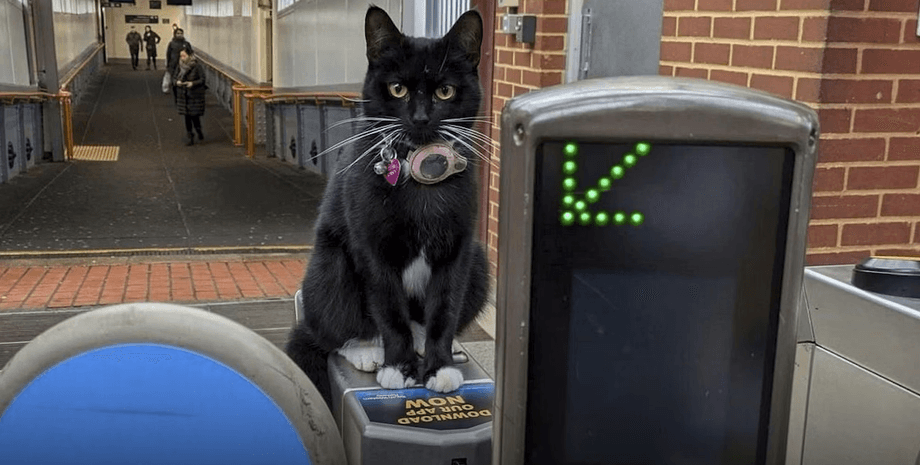 Кот уехал на поезде, запрыгнул на поезд, запрыгнул в вагон, кошку нашли в другом городе, кошка "села" в поезд, кошка проехала 28 км