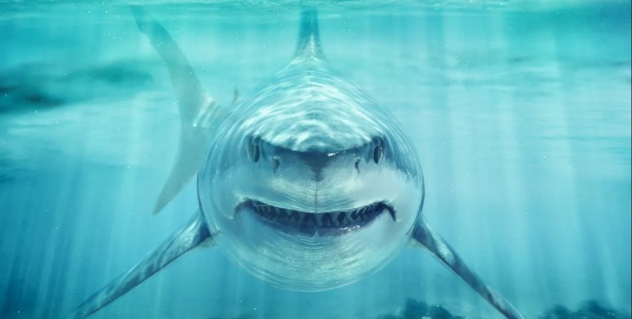 акула, велика біла акула