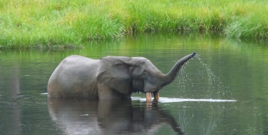 африканские лесные слоны лесные африканские слоны