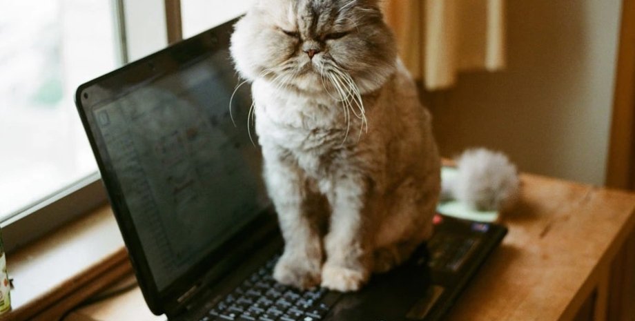 кошка, ноутбук, кошки и ноутбуки