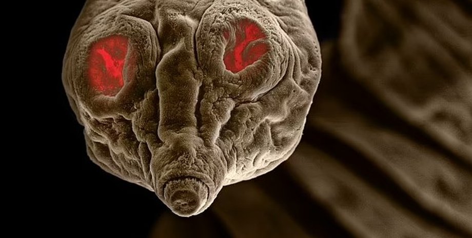 стрічковий черв'як, черв'як макрозйомка