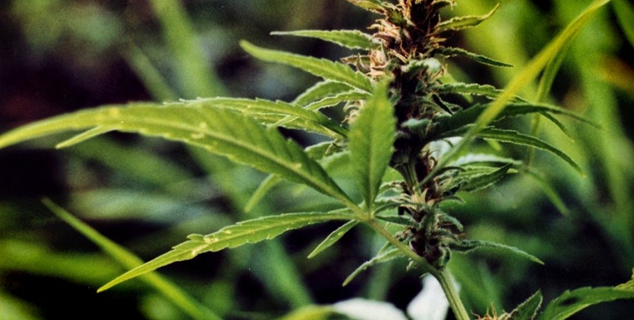 Каннабис, наука, наркотики, климат