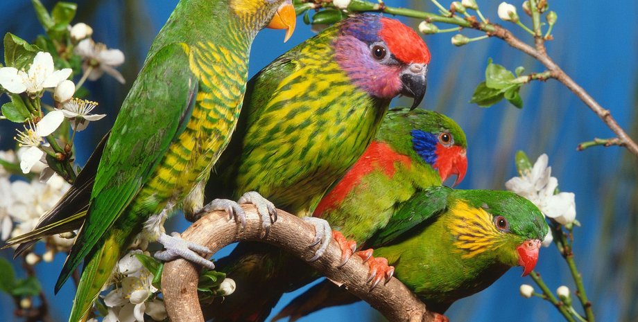 Фото: art-apple.ru