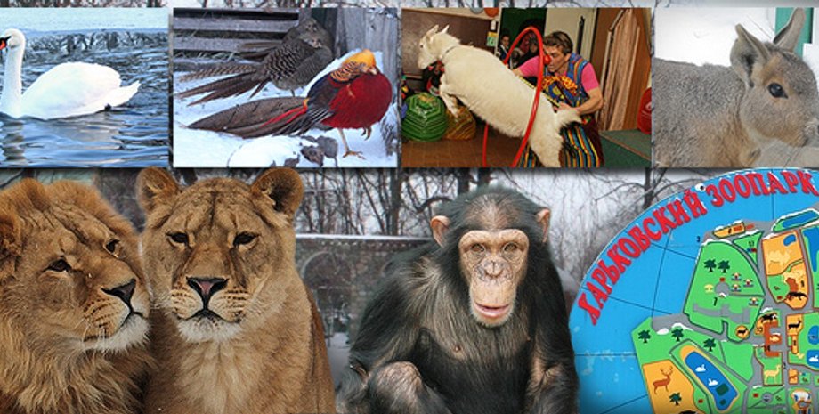 Коллаж: m.dozor.kharkov.ua/