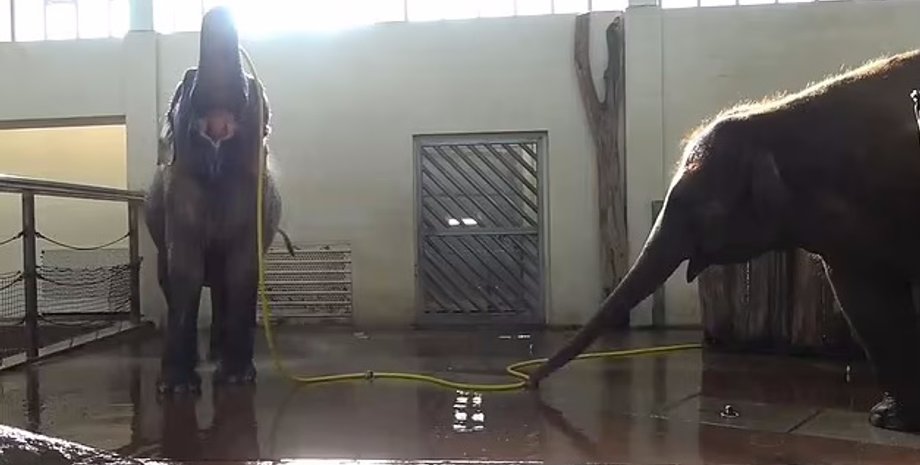 слон, поведінка слонів, слони душ