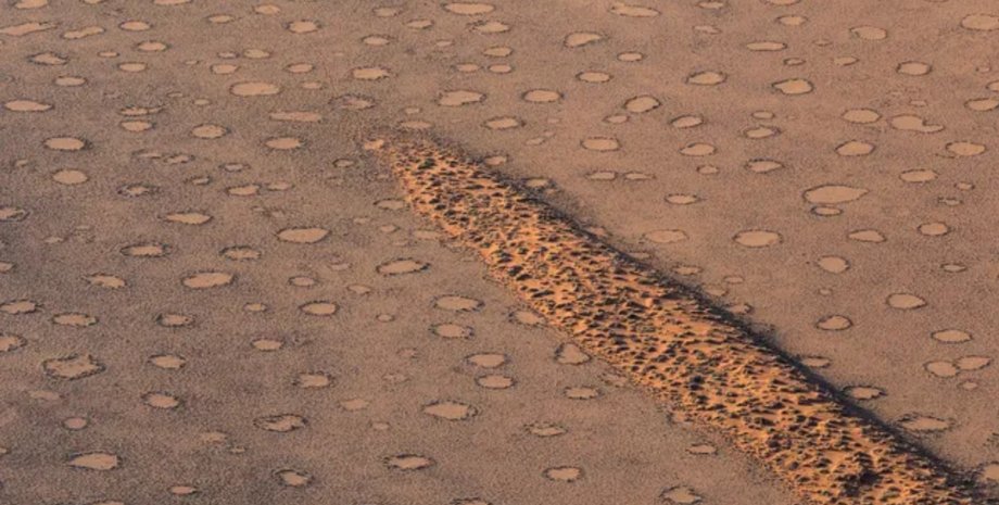 рослини, кола в намібії