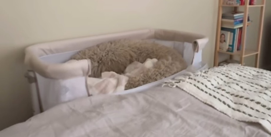 Дитяче ліжечко Дитяче ліжечко, колиска, ліжко, ліжко для собаки, собака спить у ліжку, спальня, соцмережі, вірусне відео, немає дітей
