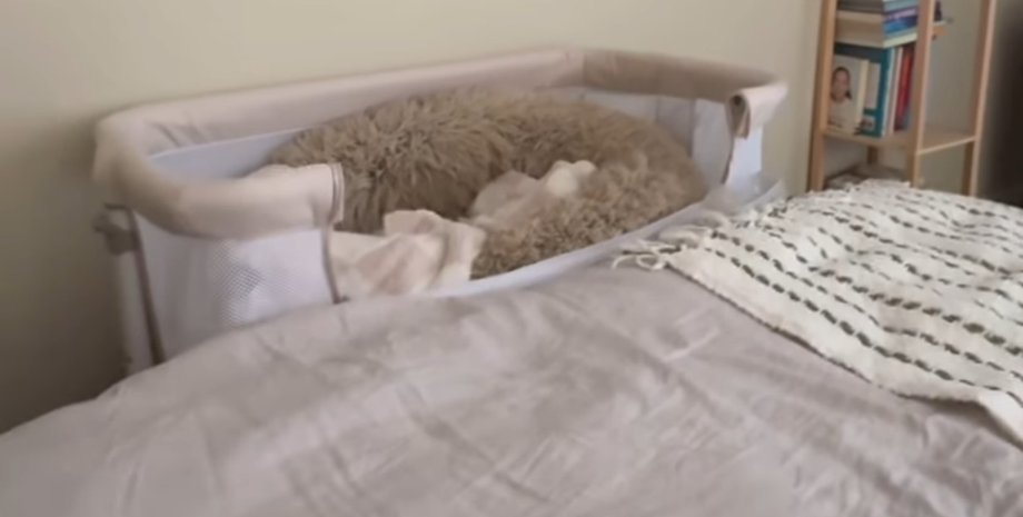 Дитяче ліжечко, колиска, ліжко, ліжко для собаки, собака спить у ліжку, спальня, соцмережі, вірусне відео, немає дітей