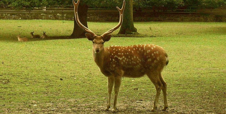 олень, пятнистый олень