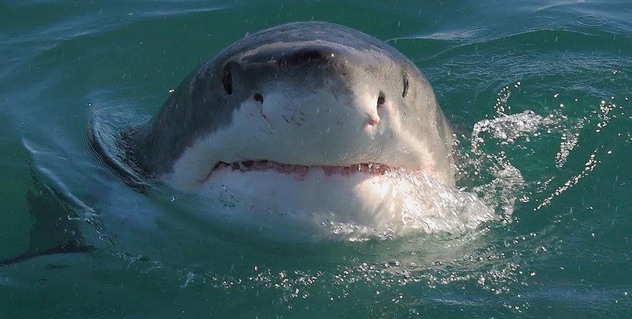 акула велика біла акула